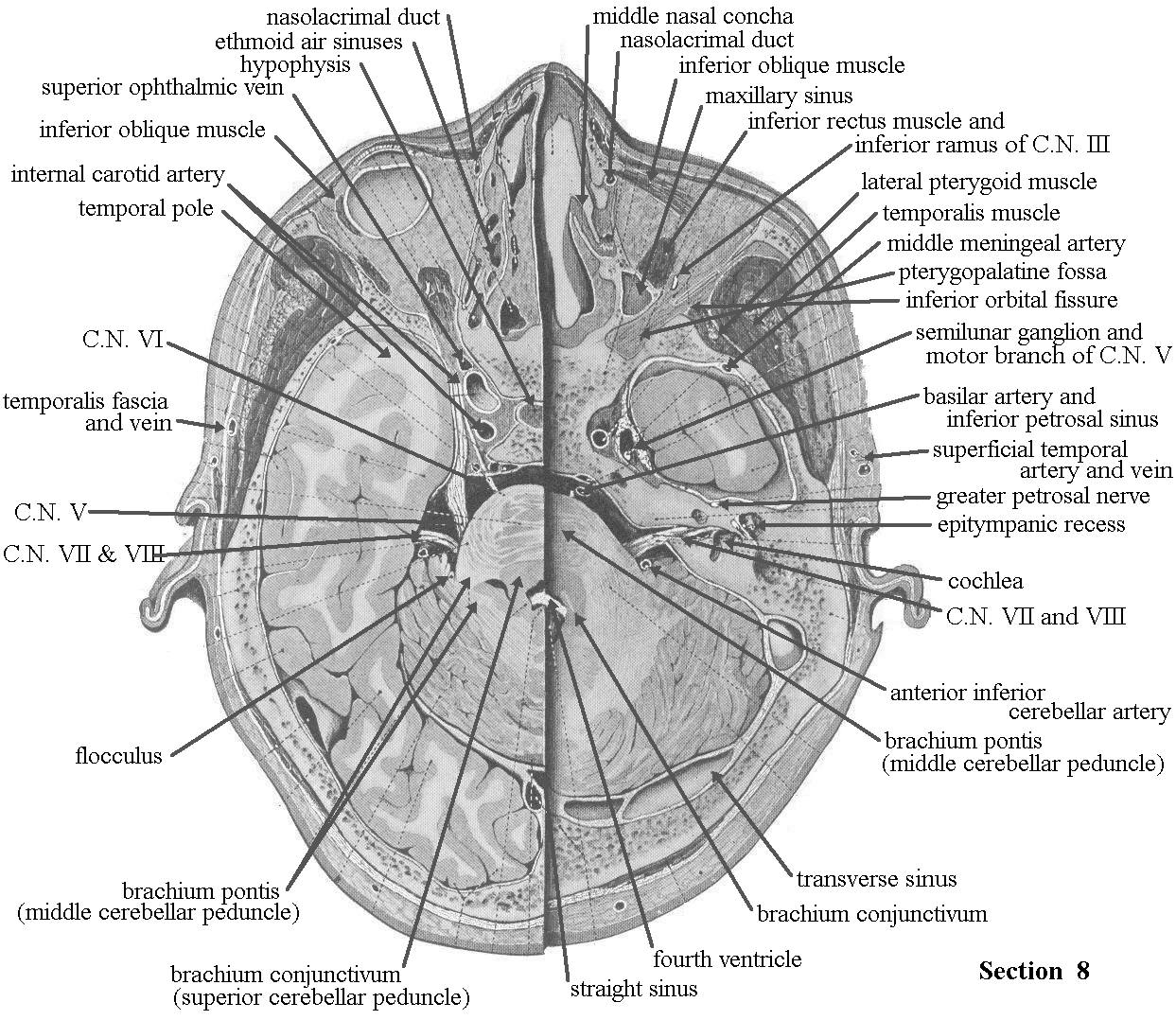 Cross-sectional Human Anatomy
