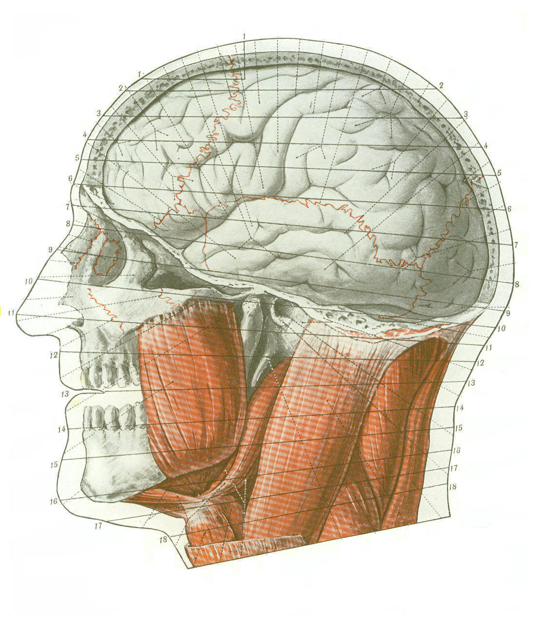 Cross-sectional Human Anatomy